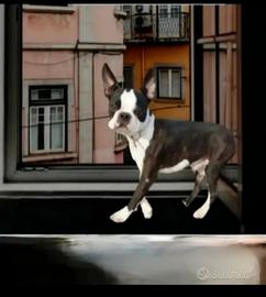 Boston terrier tigrato 5 kg