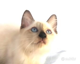 Gattina mix don sphynx/ siamese( consegna)