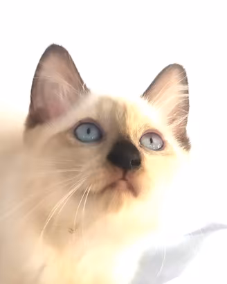 Gattina mix don sphynx/ siamese( consegna)