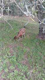 Capretta tibetana docile