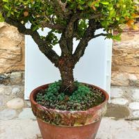Bonsai di bosso