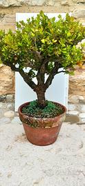 Bonsai di bosso