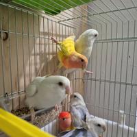 Inseparabili allevati a mano