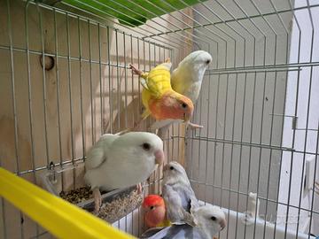 Inseparabili allevati a mano