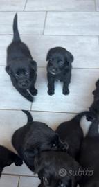 Cuccioli disponibili