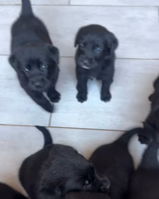 Cuccioli disponibili