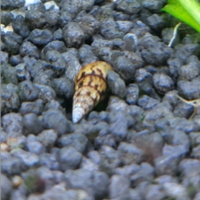 Lumaca acquario melanoides