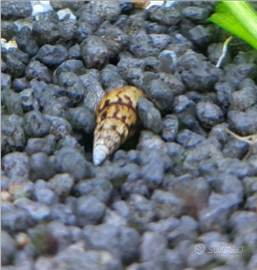 Lumaca acquario melanoides