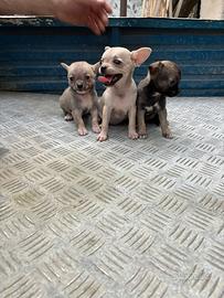 Cuccioli Chihuahua