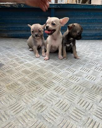 Cuccioli Chihuahua