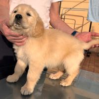 Cuccioli Golden Retriever