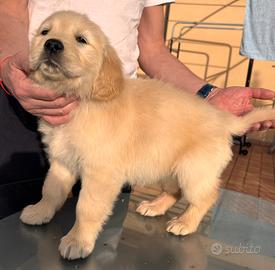 Cuccioli Golden Retriever