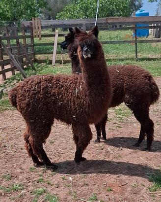 Alpaca