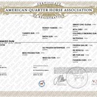 Quarter Horse da Reining