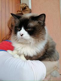 Gatto Ragdoll