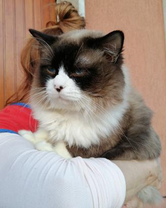 Gatto Ragdoll