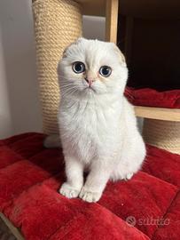 Scottish fold