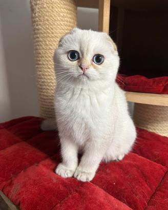 Scottish fold