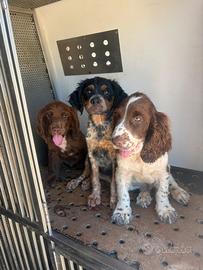Cani da tartufo cuccioli e addestrati