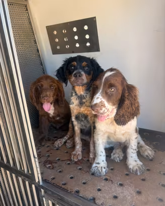 Cani da tartufo cuccioli e addestrati