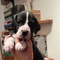 Cuccioli di Alano Nero e Mantel