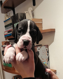 Cuccioli di Alano Nero e Mantel