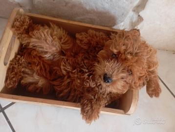 BARBONCINo Toy red rosso