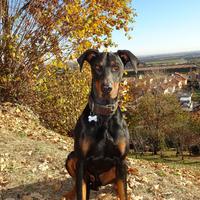 Dobermann maschio di 4 anni disponibile per monta