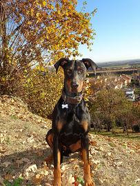Dobermann maschio di 4 anni disponibile per monta
