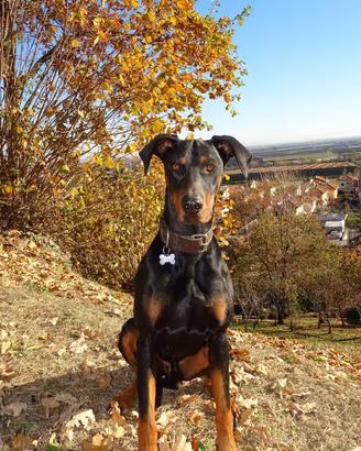 Dobermann maschio di 5 anni disponibile per monta