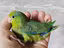 Immagine 4