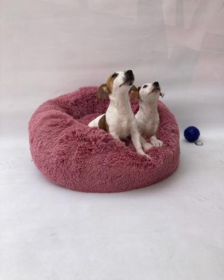 Jack Russel