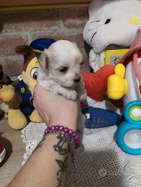Maltipoo femminuccia