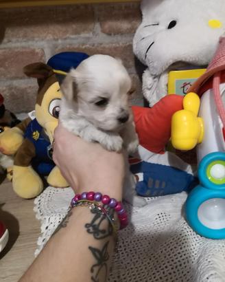 Maltipoo femminuccia