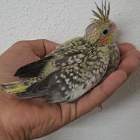 Pappagalli calopsite baby