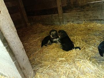 Cuccioli di pastore tedesco