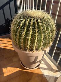 Cactus