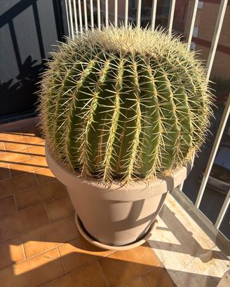 Cactus