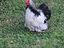 Immagine 2
