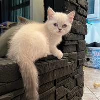 Gattina British / Scottish Straight color point