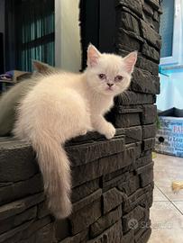 Gattina British / Scottish Straight color point