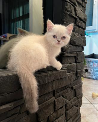 Gattina British / Scottish Straight color point