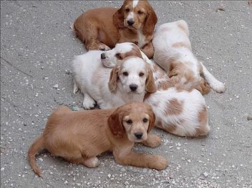 Cocker spaniel