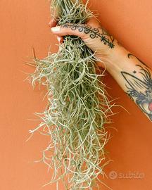 Tillandsia usneoides bold form