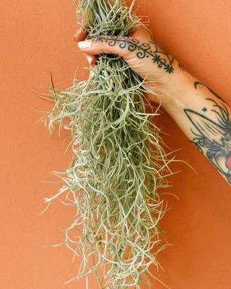 Tillandsia usneoides bold form