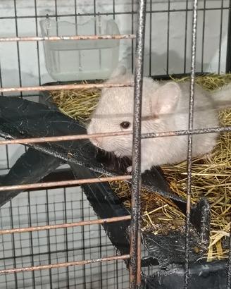 Cucciolo di Cincillà 