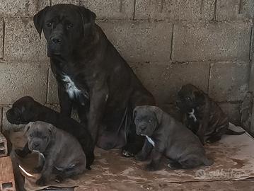 Cuccioli di cane corso disponibili