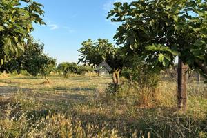 TER. RESIDENZIALE A BOTRICELLO