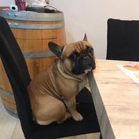 Bulldog francese per monta
