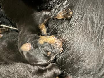 Disponibili cuccioli